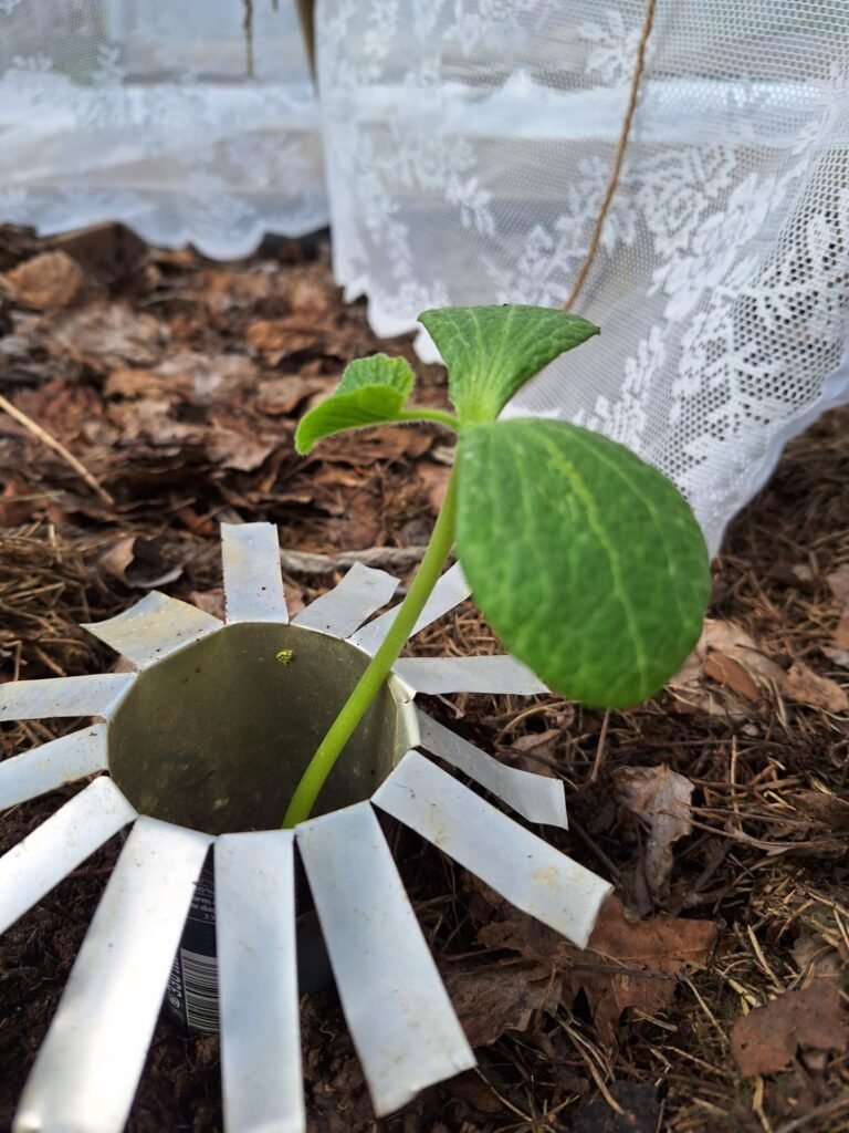 Gurkplanta i hemgjord snigelkrage mot mördarsniglar.